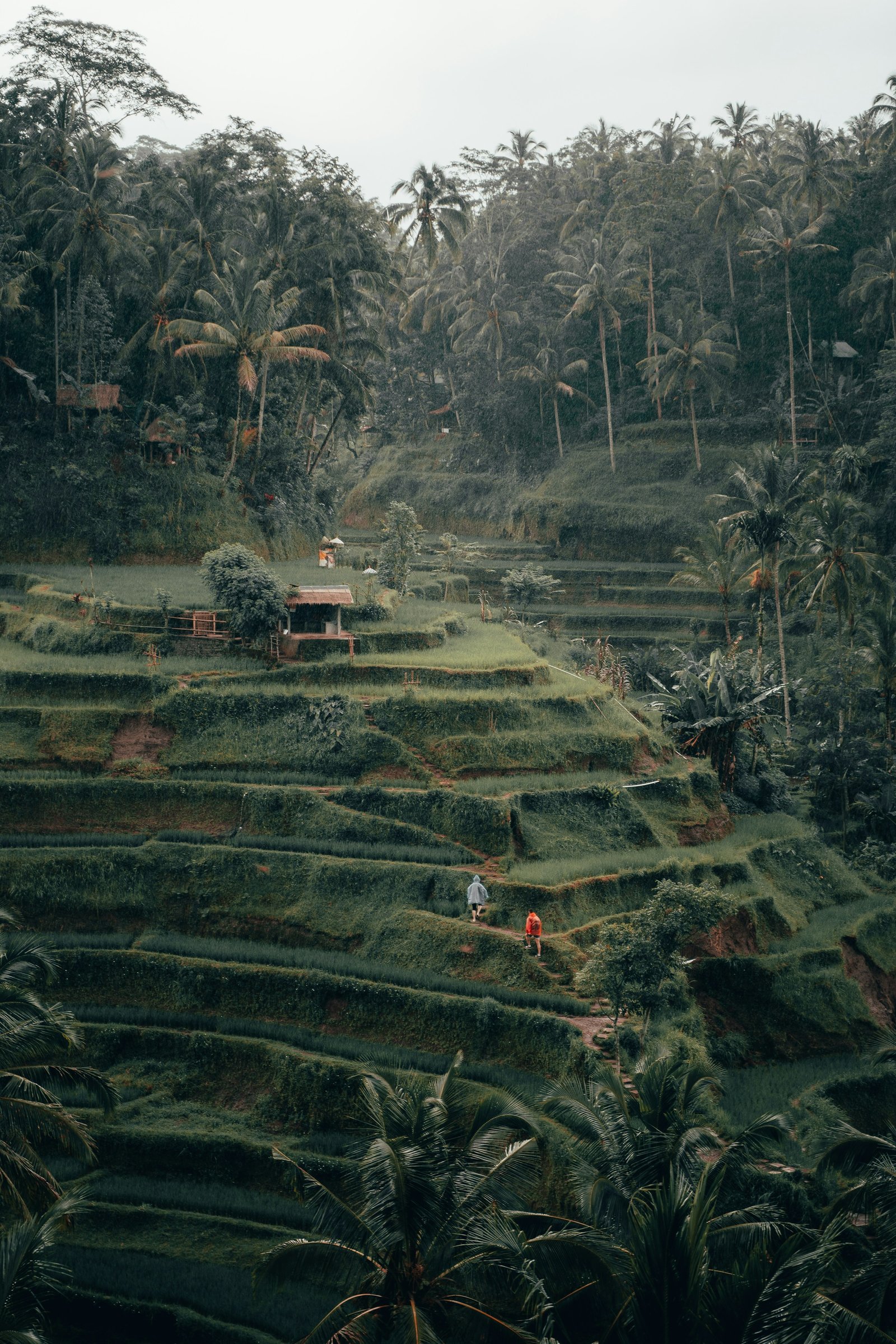 Green rice terraces flowing across a tropical hillside in Bali